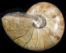Polished Nautilus Fossil - Madagascar #47388-1